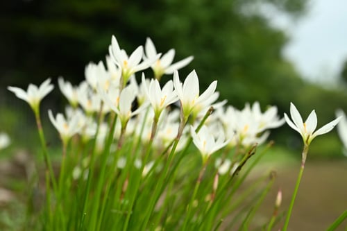 たますだれ,タマスダレ