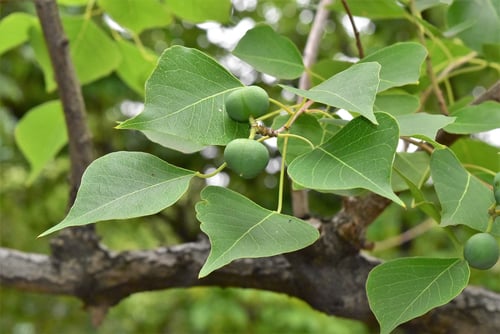 ナンキンハゼ,南京櫨の実,なんきんはぜ,色