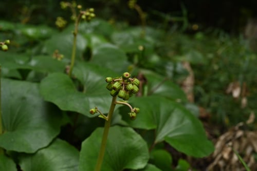 ツワブキにはどんな花が咲きますか
