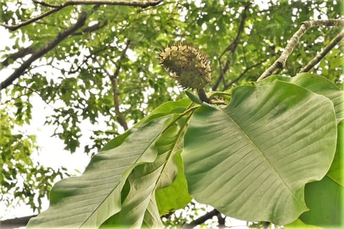 ほうのきの実,ホオノキ