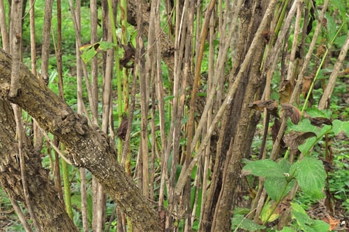 ハコネウツギ,はこねうつぎ,特徴