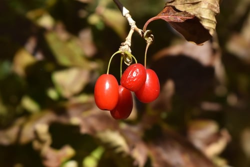 山茱萸の実,赤い実