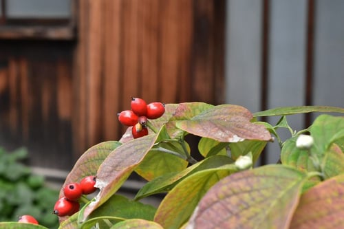 ハナミズキの実,はなみずき,花水木