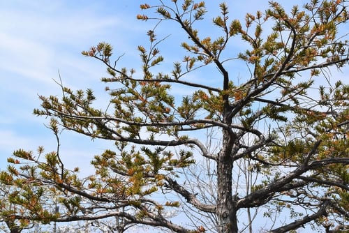 オンコ,アララギ,いちい,樹木