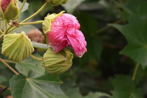 フヨウの木の花,ふよう,芙蓉の木
