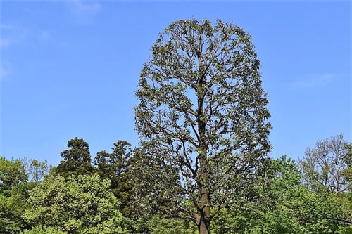 シラカシ,剪定,例,しらかし,白樫