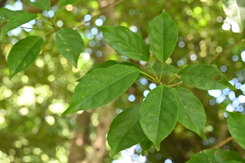 こばんもち,樹木