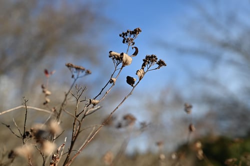 ふゆのしもつけ,シモツケ