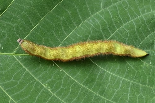 葛の果実,画像,クズ,くず