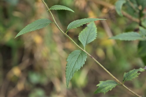 ヒヨドリバナ,画像,ひよどりばな,葉っぱ