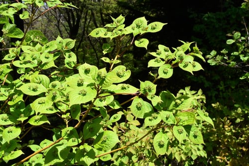 葉っぱにくっついた花,はないかだ,ハナイカダ