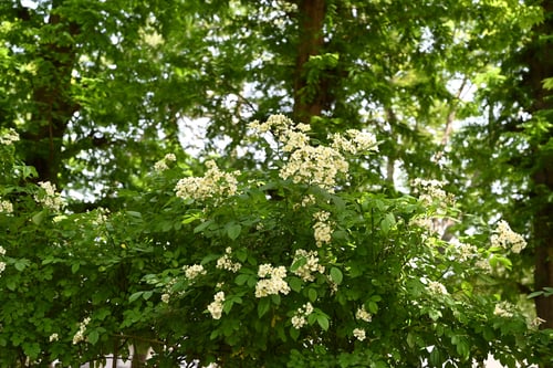 野いばら,野薔薇,特徴,ノイバラ