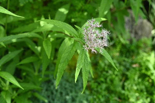 四つ葉ひよどり,ヒヨドリバナ