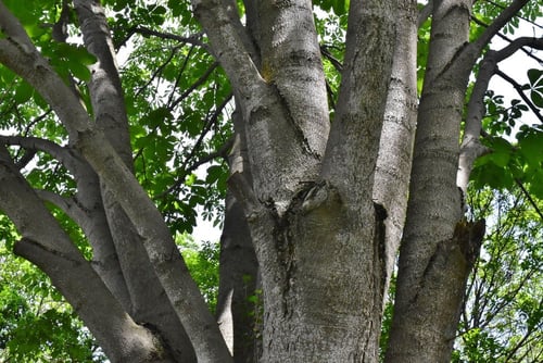 栃ノ木,橡,漢字,トチノキ,とちのき