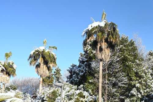 ワシントンヤシの木,雪