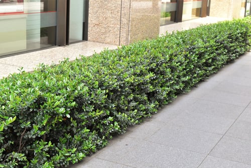 背丈が低い植え込みに