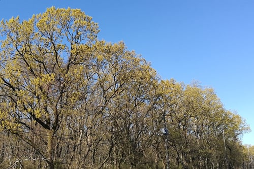 こなら,開花時期