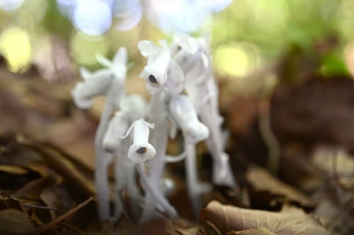 きのこみたいな植物