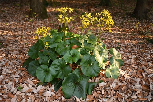 ツワブキ,つわぶき,黄色い花が咲く,山野草