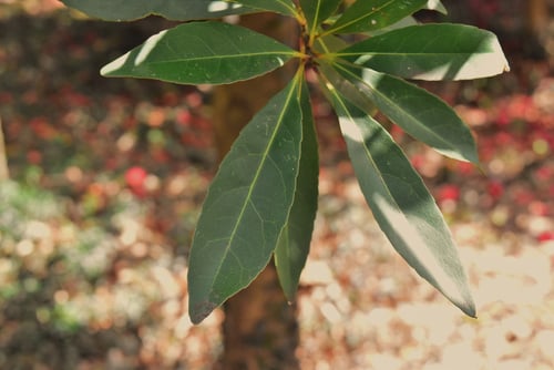ほるとのき,ホルトノキ,特徴,葉っぱ
