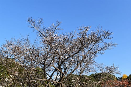 huyuzakura,フユザクラ