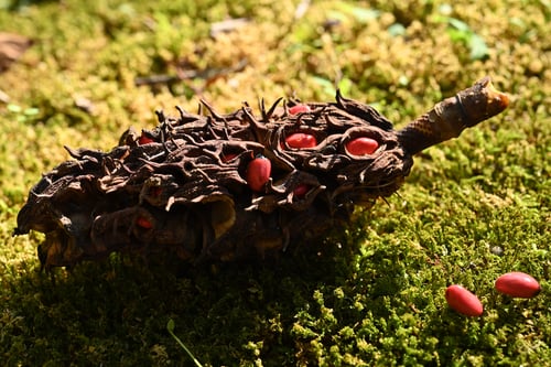 ホオノキの実と種,画像,ほおのき