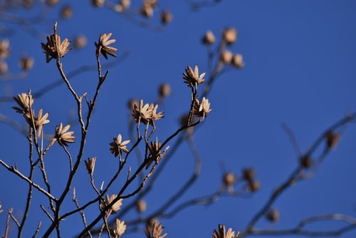 冬のユリノキ,画像,百合の木,tulip tree