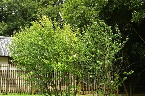 ムクゲの育て方,むくげ,木槿,種類