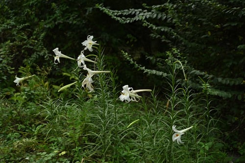 匂い百合,においゆり,ニオイユリ