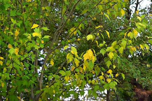 木槿,ムクゲの木,紅葉,むくげのき