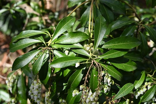 アセビ,あせび,木