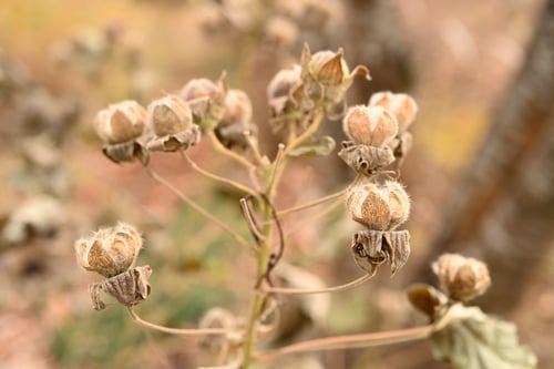 フヨウ,芙蓉,ふよう,樹木