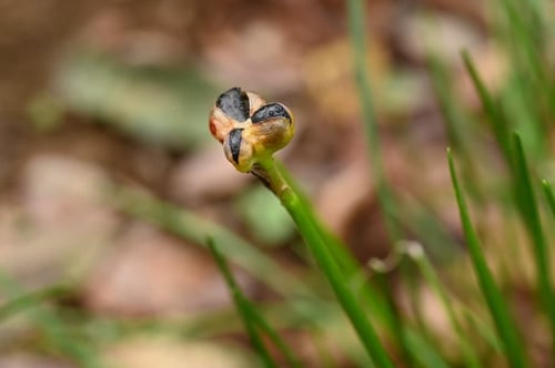 たますだれ,タマスダレ,園芸植物