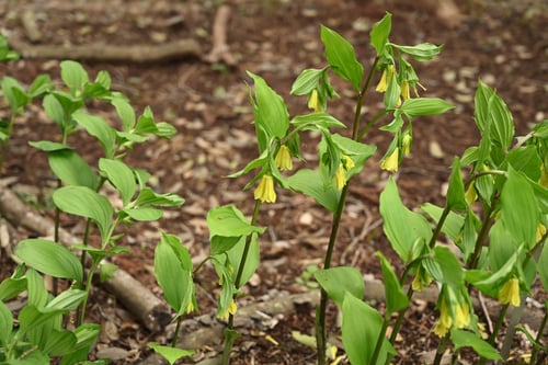 黄色い花が咲くホウチャクソウ