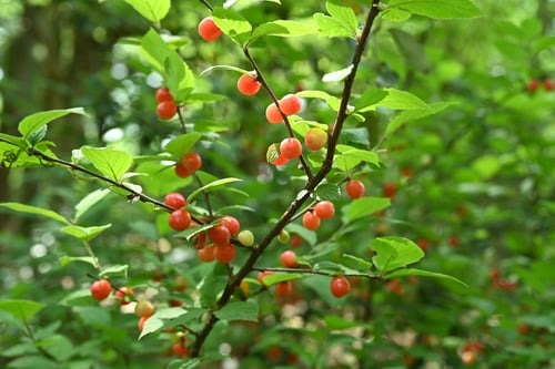 ユスラウメ,おいしい,果実