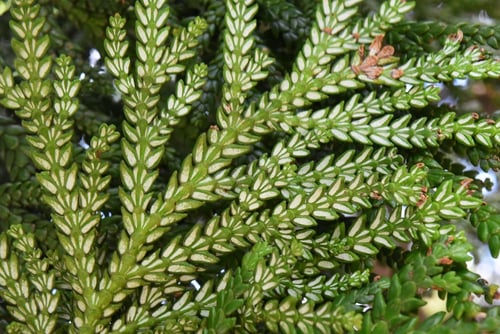 アテ,樹木,特徴,ヒノキアスナロ