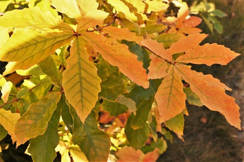 コナラの紅葉,こなら