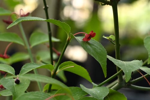 さわだつ,樹木,ツリバナとサワダツ