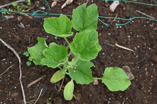 ひょうたん,瓢箪,なえ,ヒョウタン