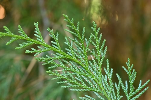 Lawson's cypress,Port-Orford Cedar