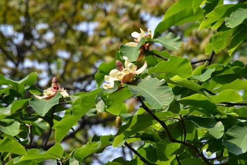 朴ノ木,ホオノキ,香り,ほおのき