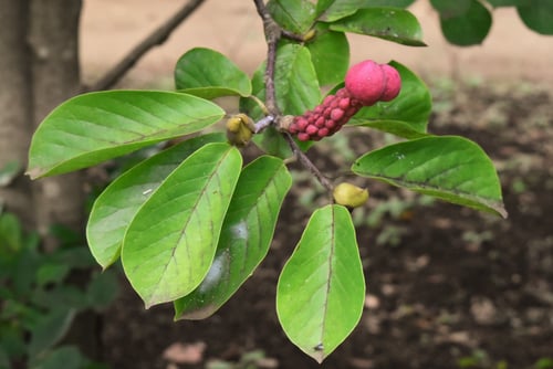 花,コブシ,こぶし,実