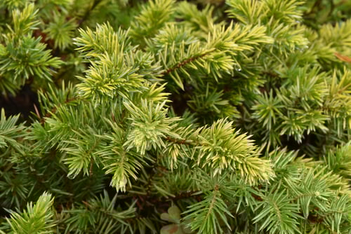 ハイビャクシンの品種,はいびゃくしん