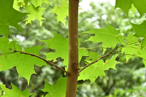 サトウカエデ,さとうかえで,砂糖楓