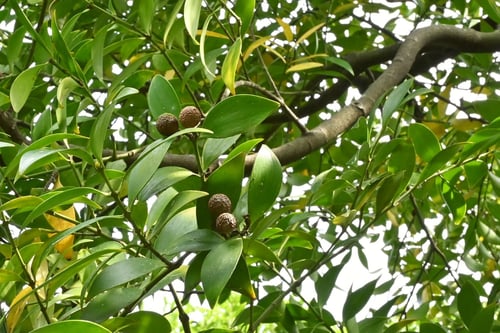 凪ぎの木,果実,なぎ,ナギノキ