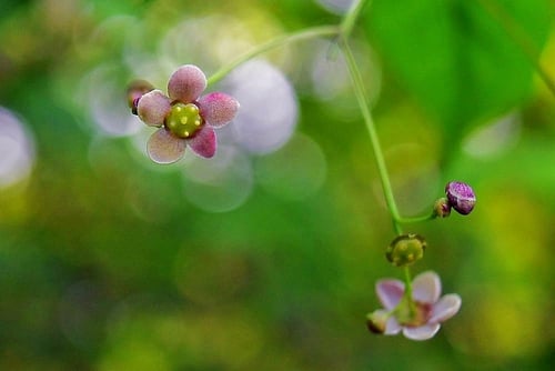 ツリバナ,つりばな,Korean spindletree