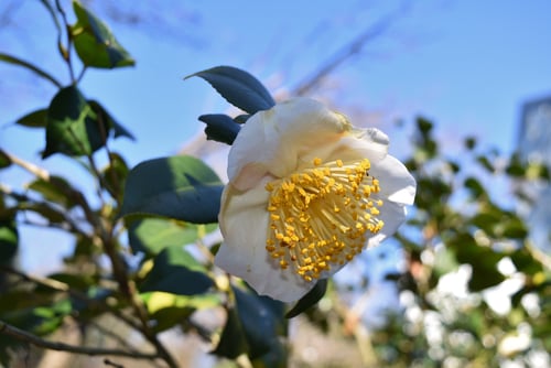 丹頂（たんちょう）