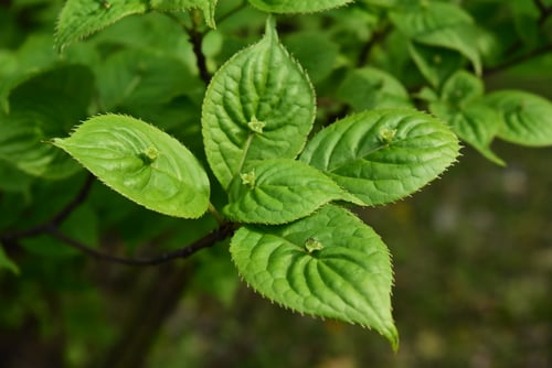 開花時期,ままっこ,はないかだ