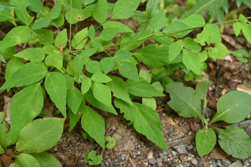 ヌスビトハギ,ぬすびとはぎ