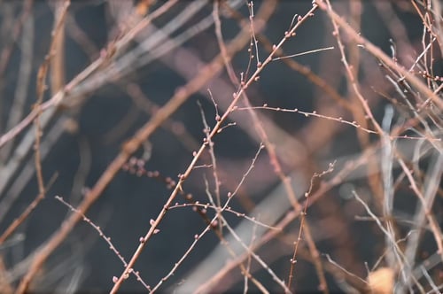 ゆきやなぎ,ユキヤナギ,雪柳の芽